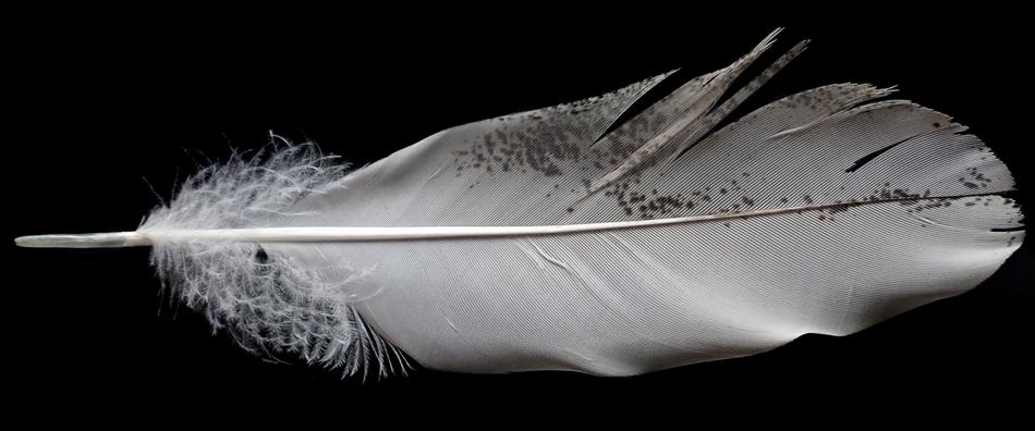 Feather White Bird