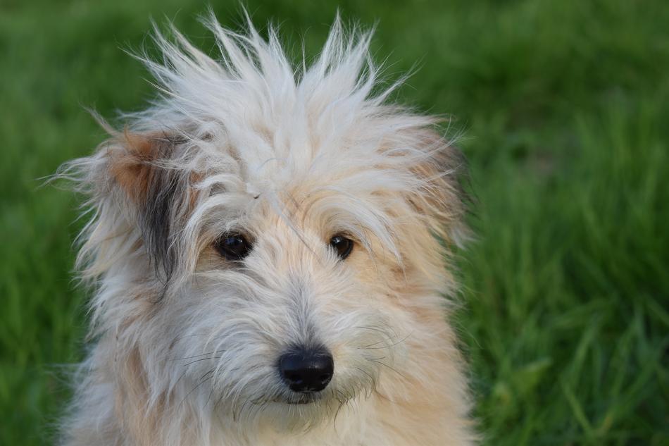 Dog Pup Cross