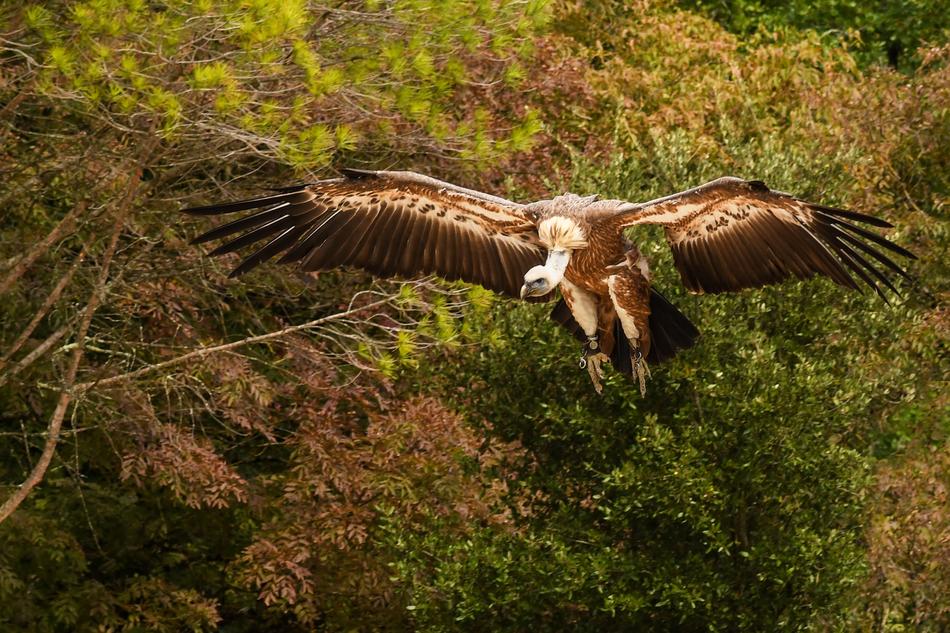 Vulture Flight Foliage