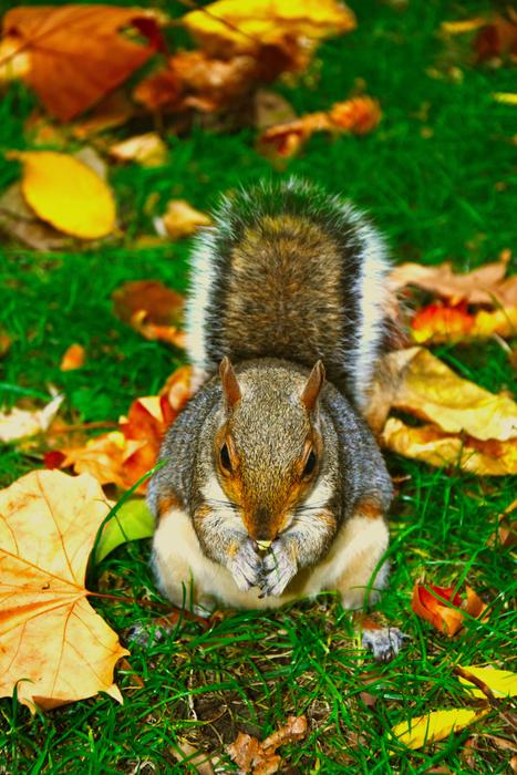Squirrel Animal Cute