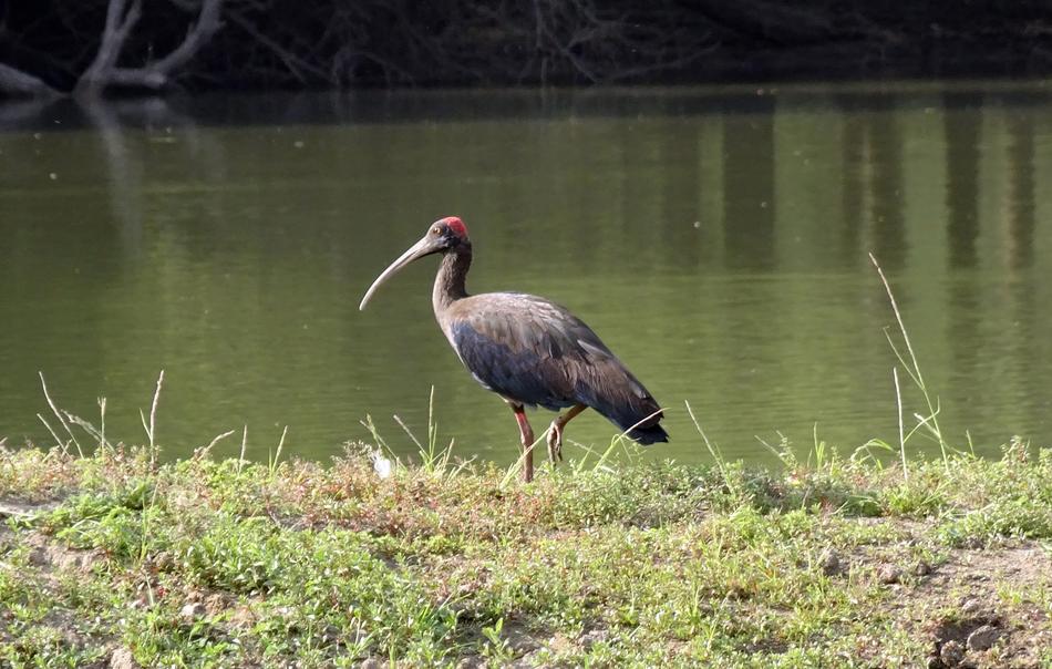 Bird Red-Naped Ibis Pseudibis