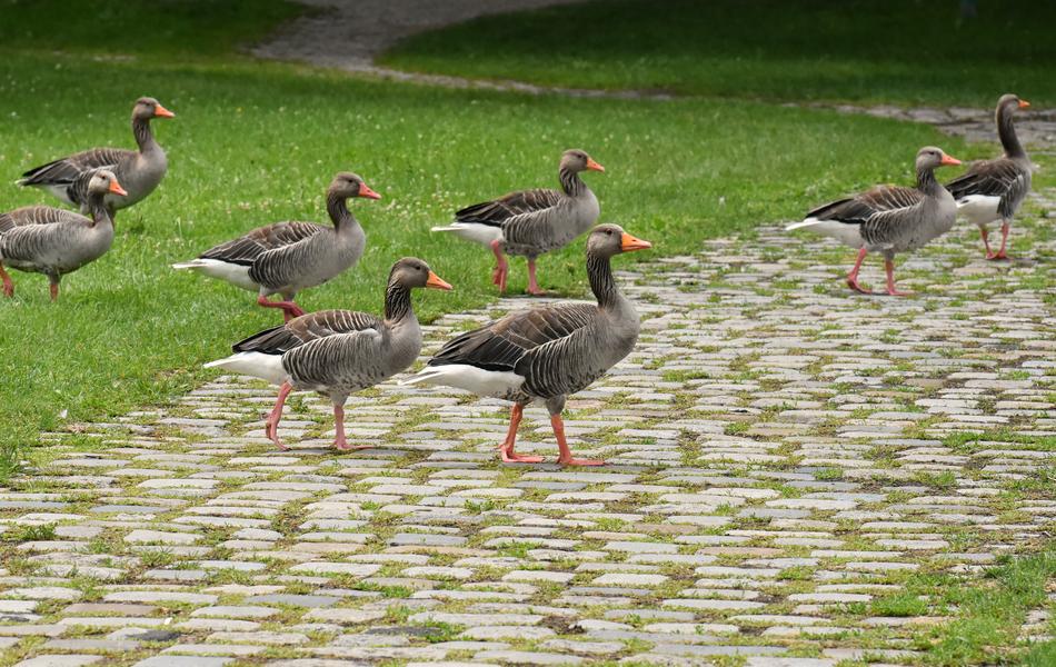 Geese Wild Waterfowl
