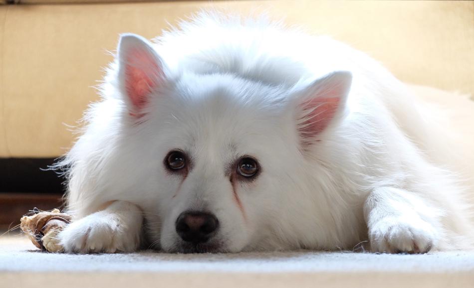 Dog American Eskimo Pet