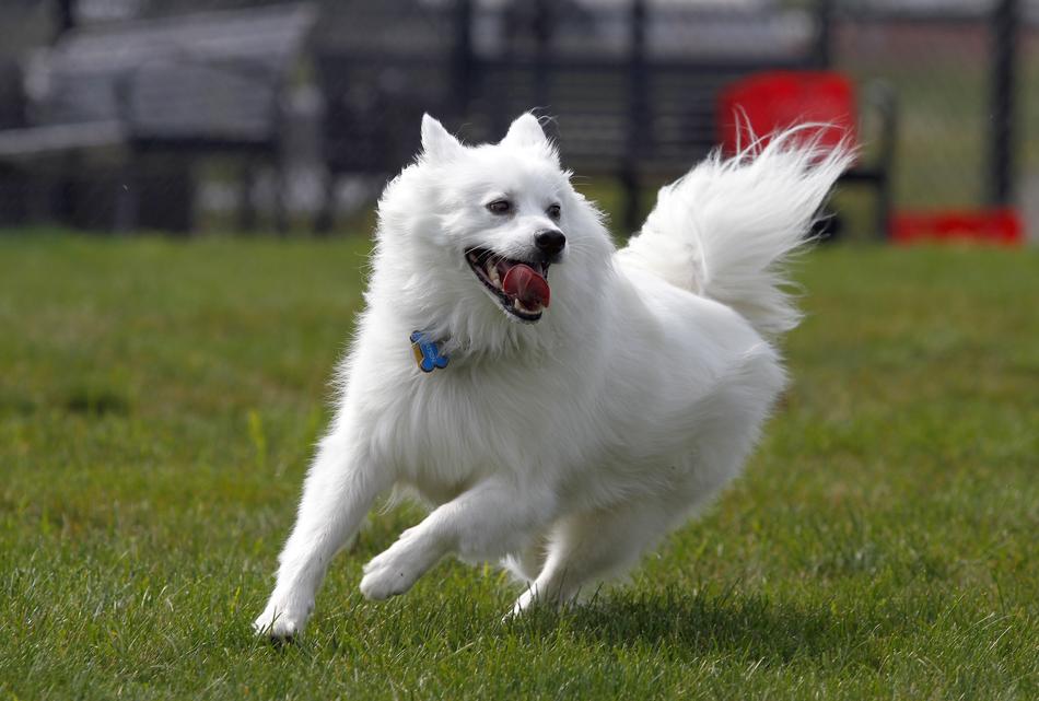 Dog American Eskimo Pet