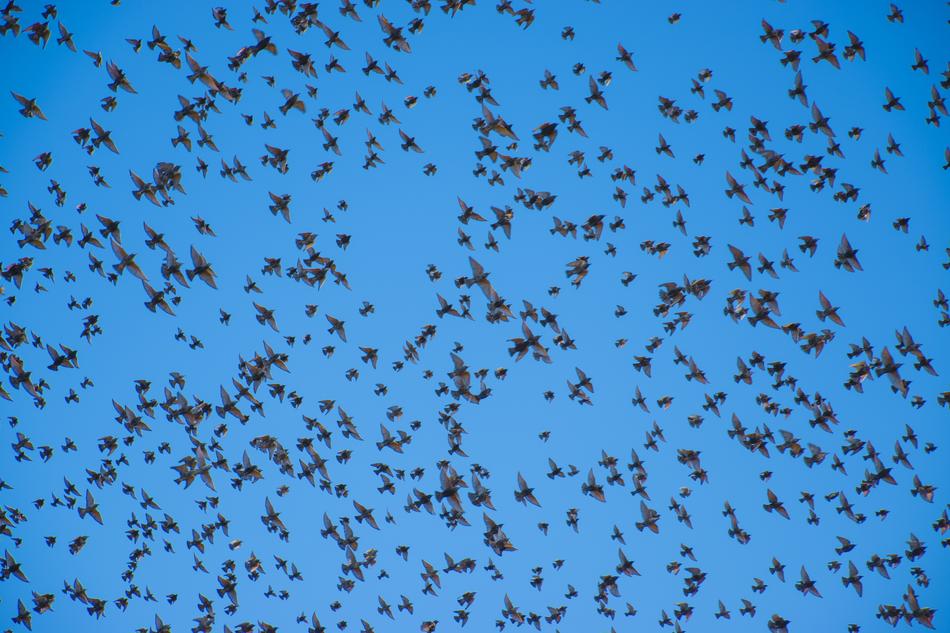 birds the sky is blue beautiful