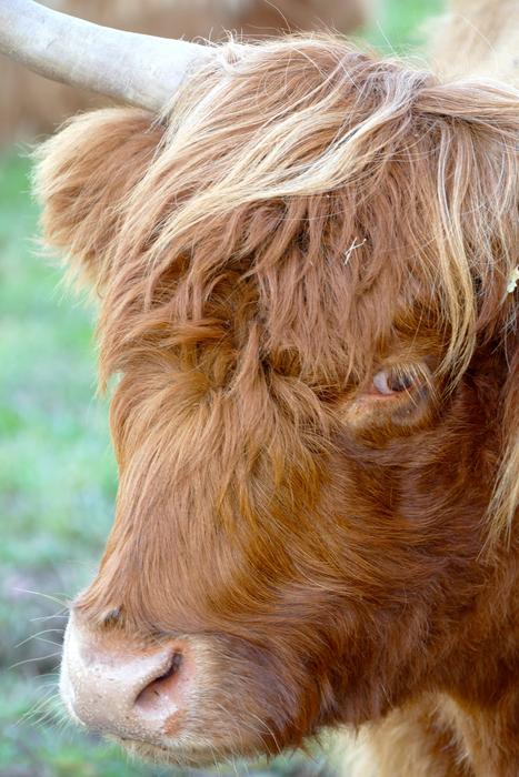 Beef Horns Animal