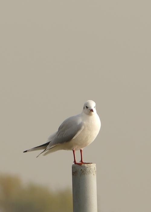 Seagull Animal Bird Water