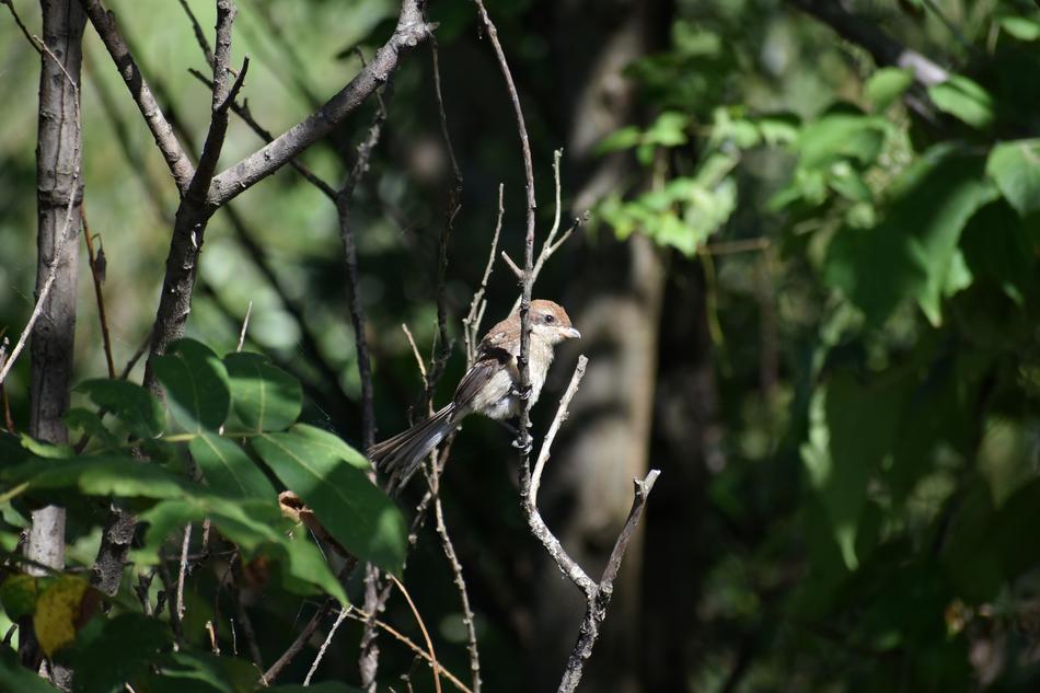 Animal Forest Wood