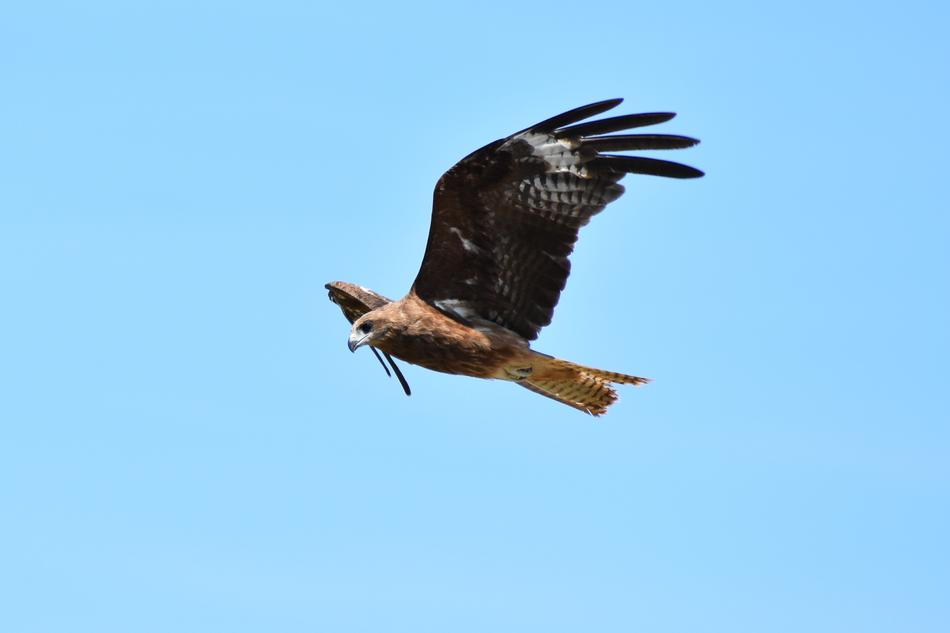 Animal Sky Bird Wild