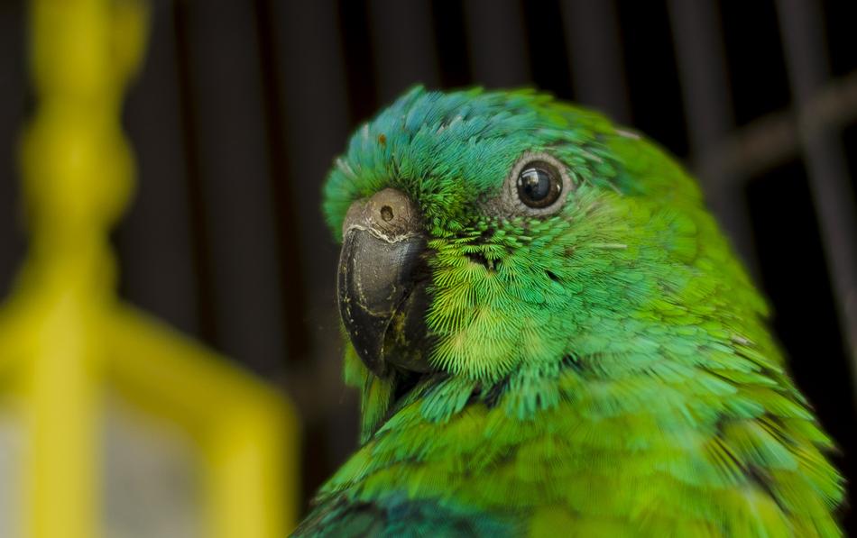 Parrot Ave Red-Rumped