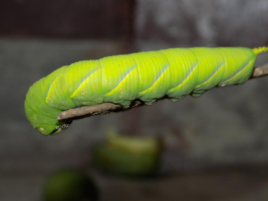 Green Insect