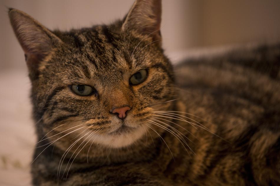 Cat Animals Pet