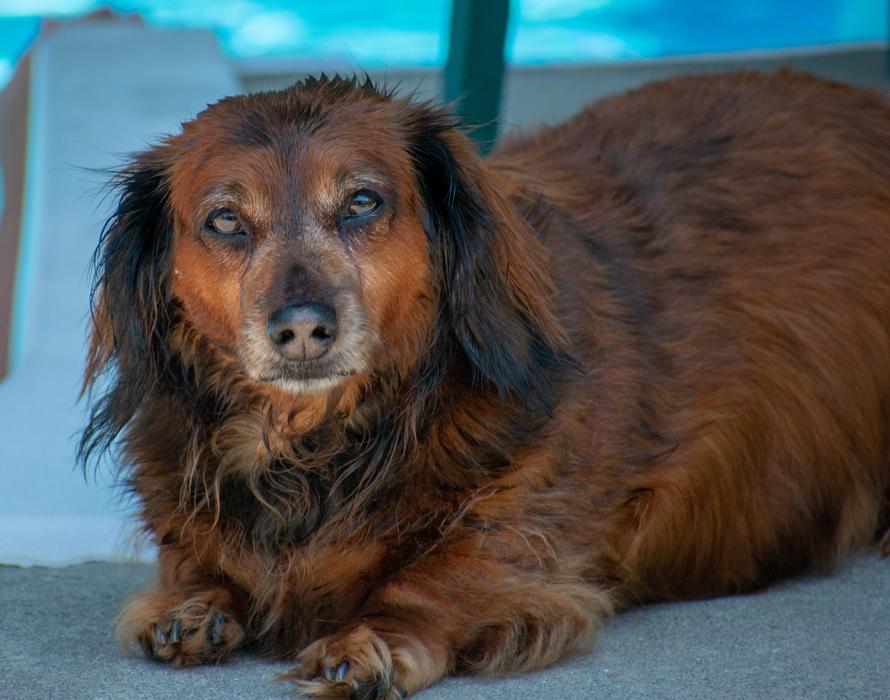 Dachshund Dog Canine