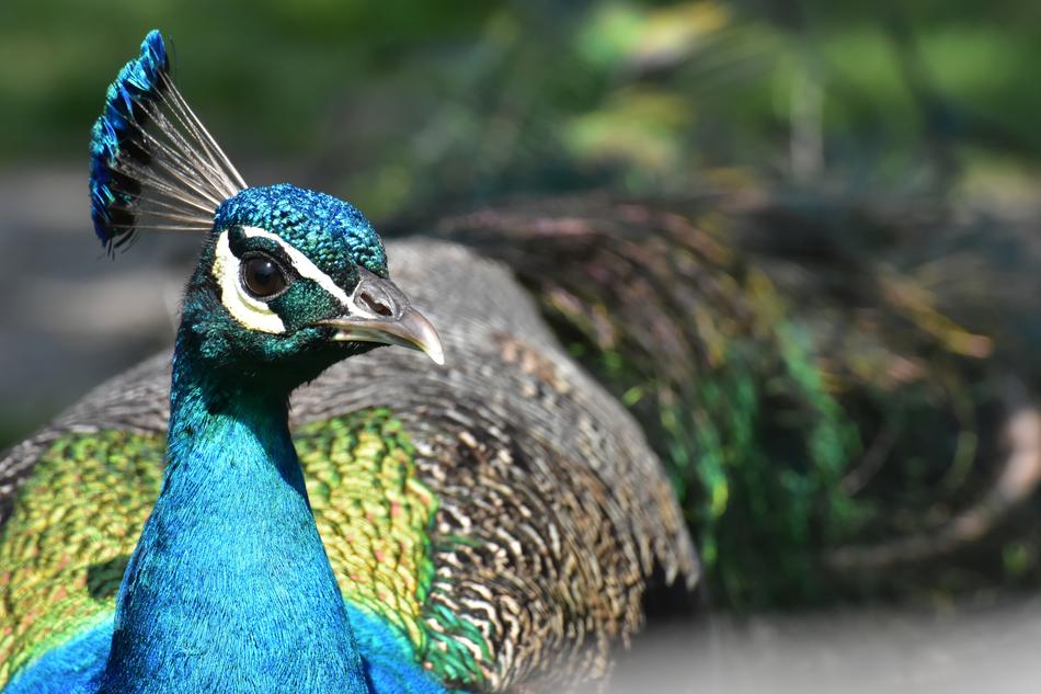 Peacock Bird Poultry