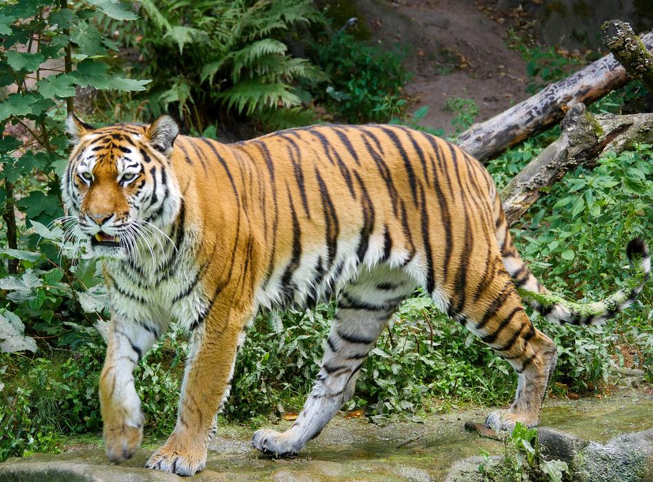 wid Tiger Big Cat