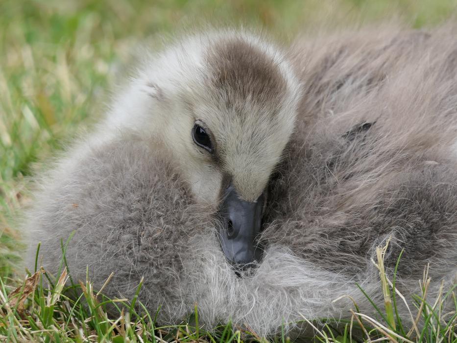 Duckling Baby Rest