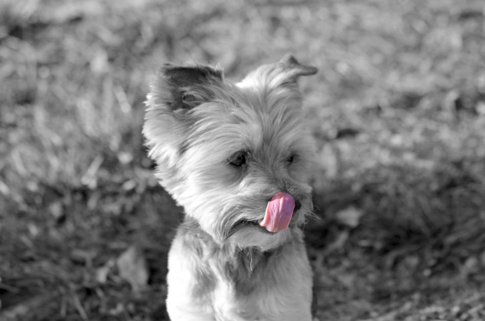 York Dog Retro
