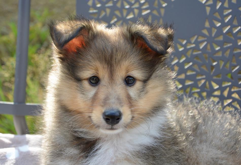 Dog Pup Puppy