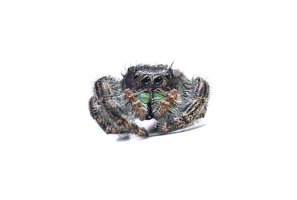 Spider Animal Nature