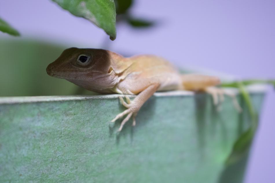 Lizard Animal Portrait