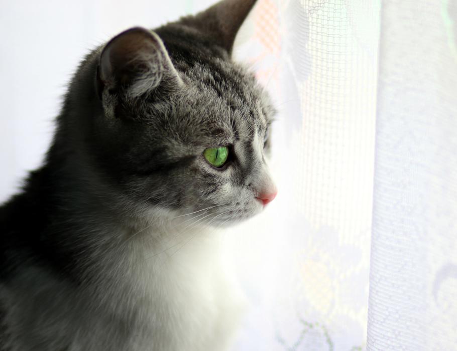 Cat About Window