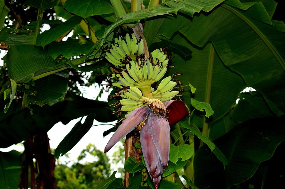 raw bananas on a tree