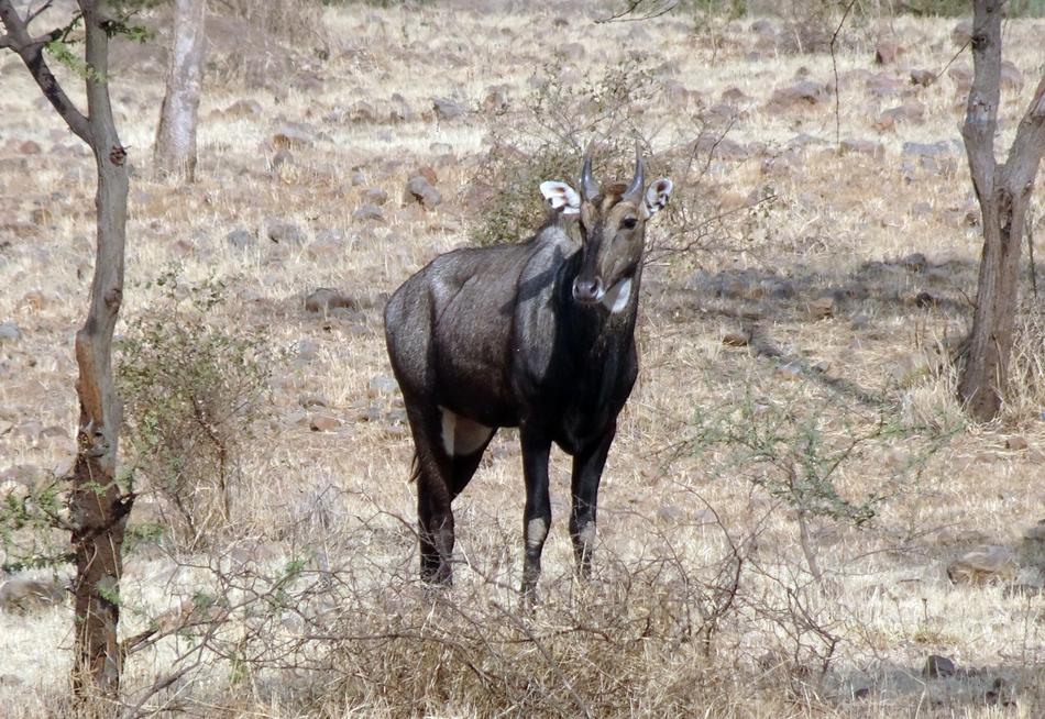 Nilgai Antelope Animal
