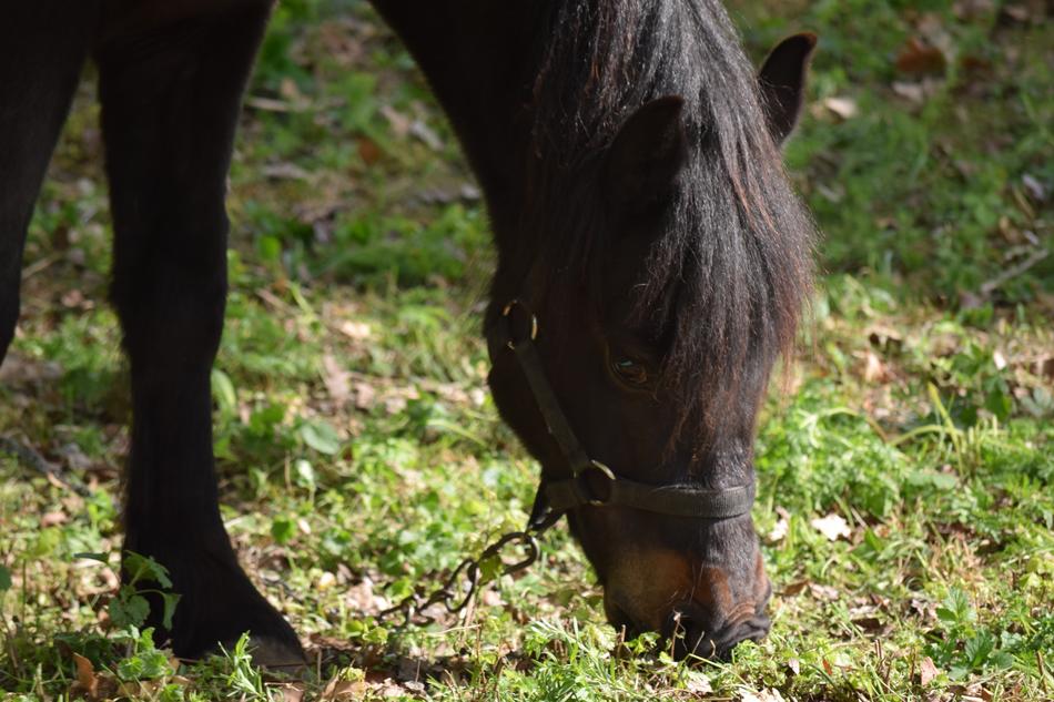 Horse Black Animal portrait