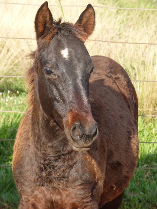 Horses Quarter Mile Equine
