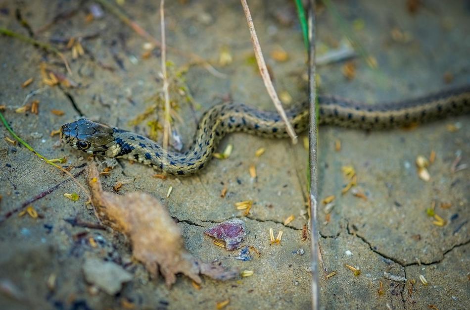 Snake Viper Reptile