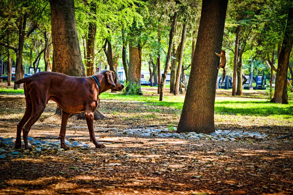 Dog Squirrel Pet