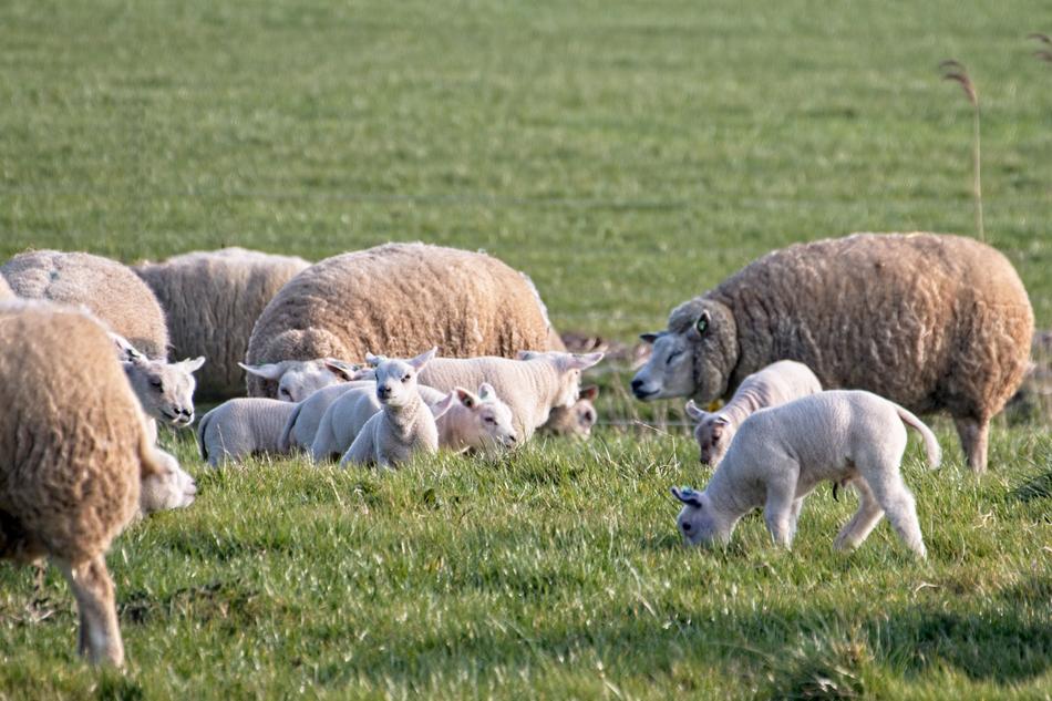 Sheep Lamb Lambs