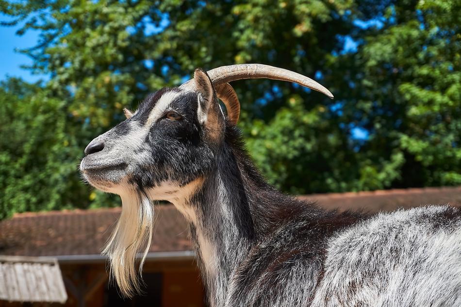 Goat Petting Zoo Animal