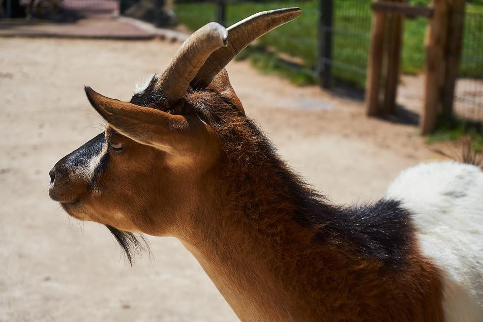 Goat Petting Zoo Animal