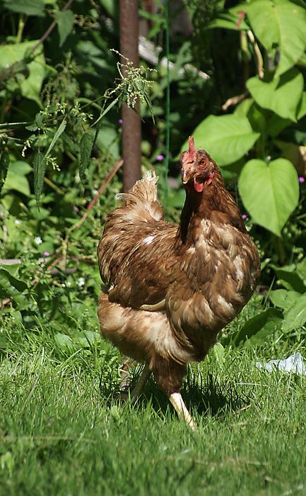 The Hen Domestic Chicken on farm