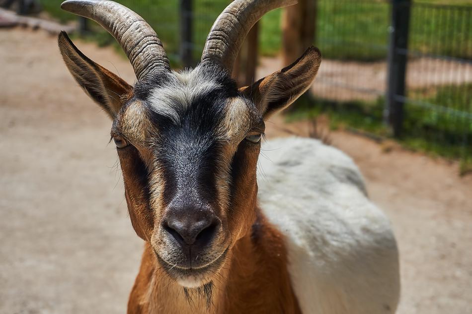 Goat Petting Zoo Animal