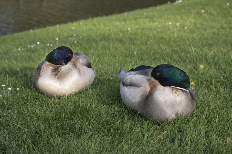 Duck Animal Green