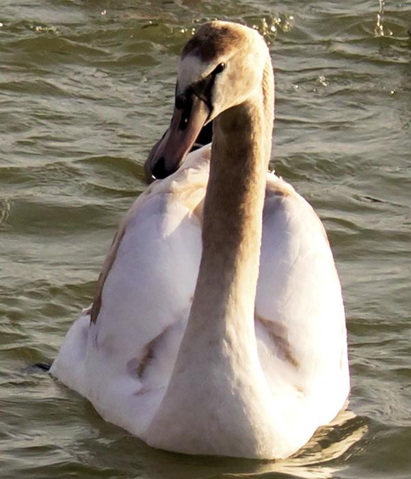 Swan Bird Water