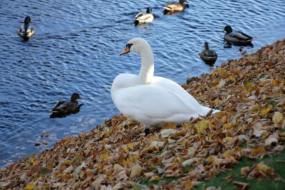 Swan Bird Park