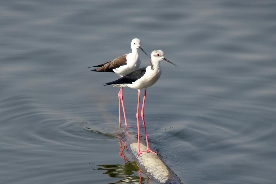 Bird Black-Winged Stilt Common