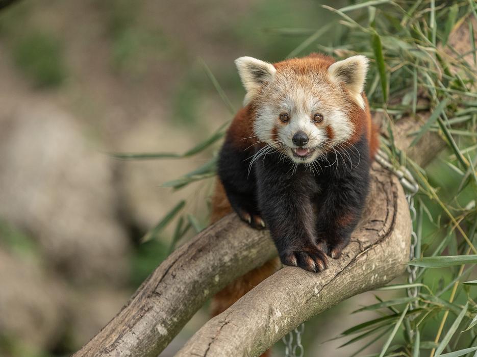 Zoo Austria Animal