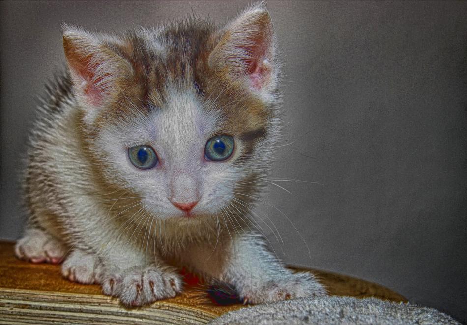 Cat Small macro