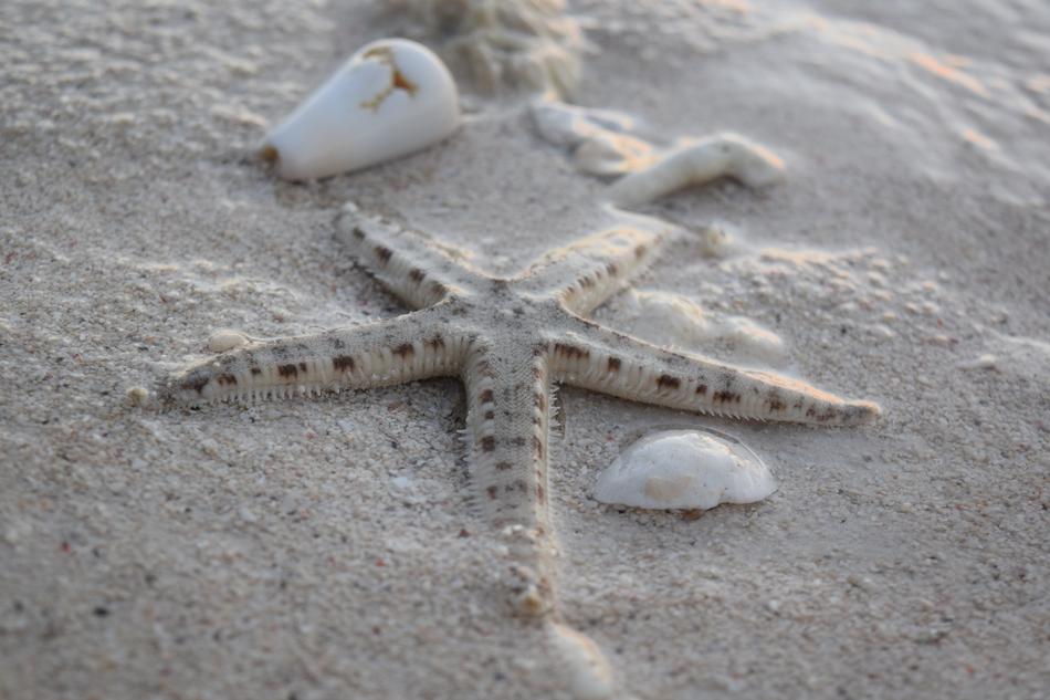 Starfish Shells