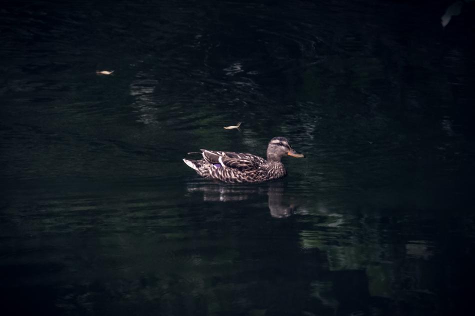 Duck Bird Animal