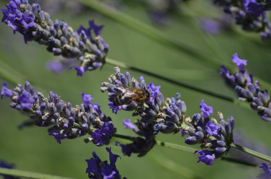Lavender Bee Insect