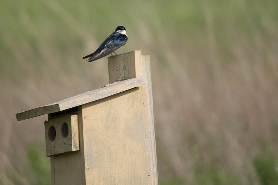 Swallow Bird Animal
