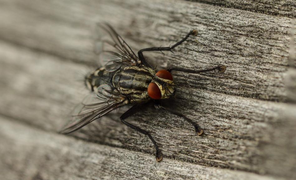 Fly Macro Insect Close