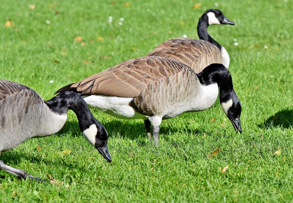 Canada Goose Water Bird Wild