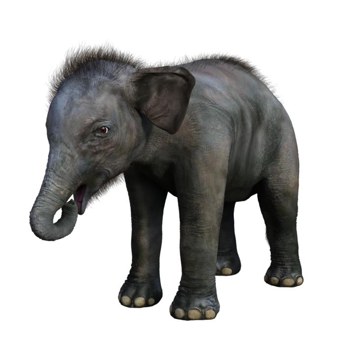elephant baby young safari animal