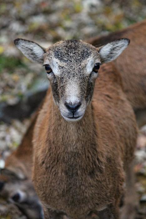 Muflon Sheep Female